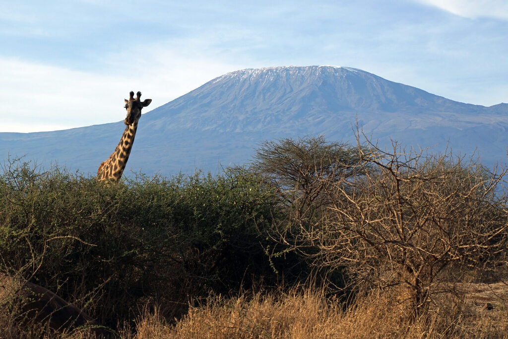 Giraffe am frühen Morgen in Kenia im Amboseli Nationalpark mit dem Kilimanjaro im Hintergrund