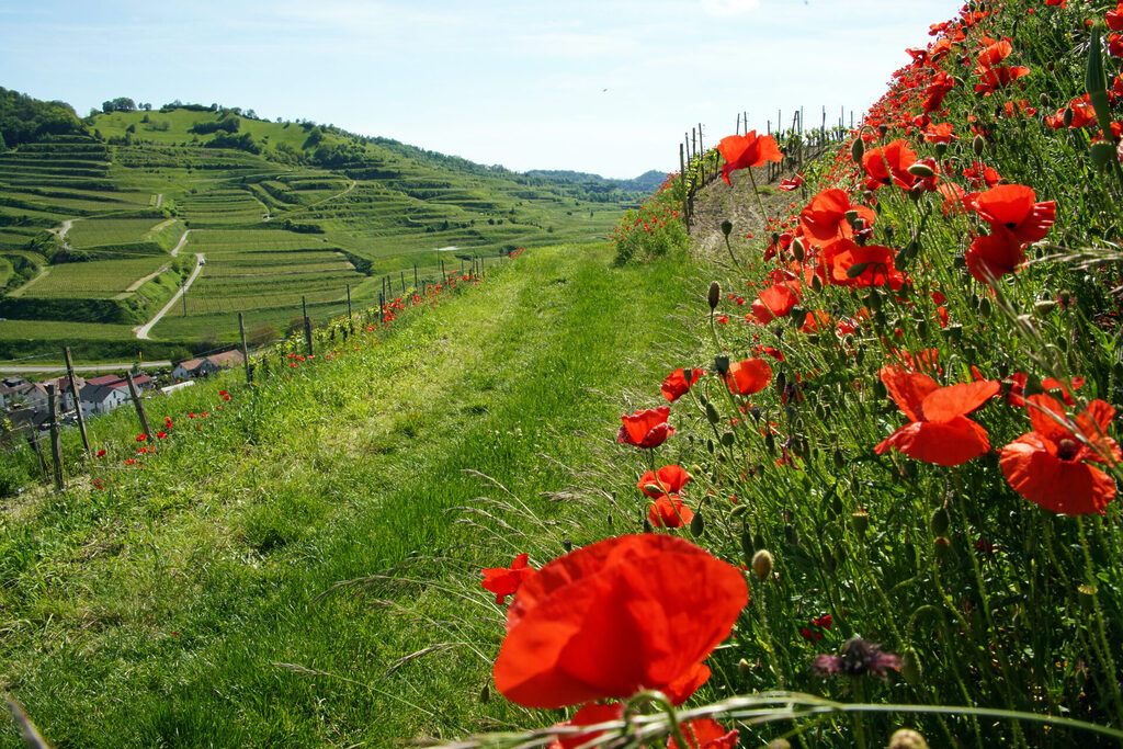 Blühender Mohn im Frühling und Frühsommer am Badberg und am Lenzenberg am Kaiserstuhl
