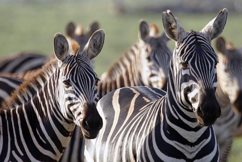 Zebras im Tsavo Ost Nationalpark in Kenia