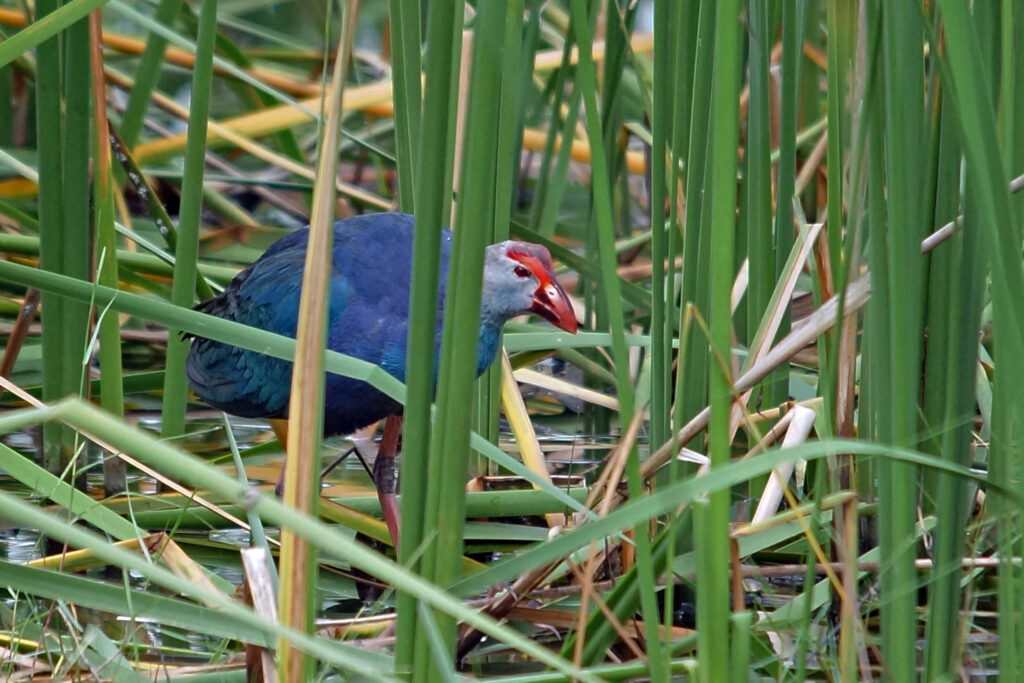 Purpursumpfhuhn im Khao Sam Roi Yot Nationalpark in Thailand