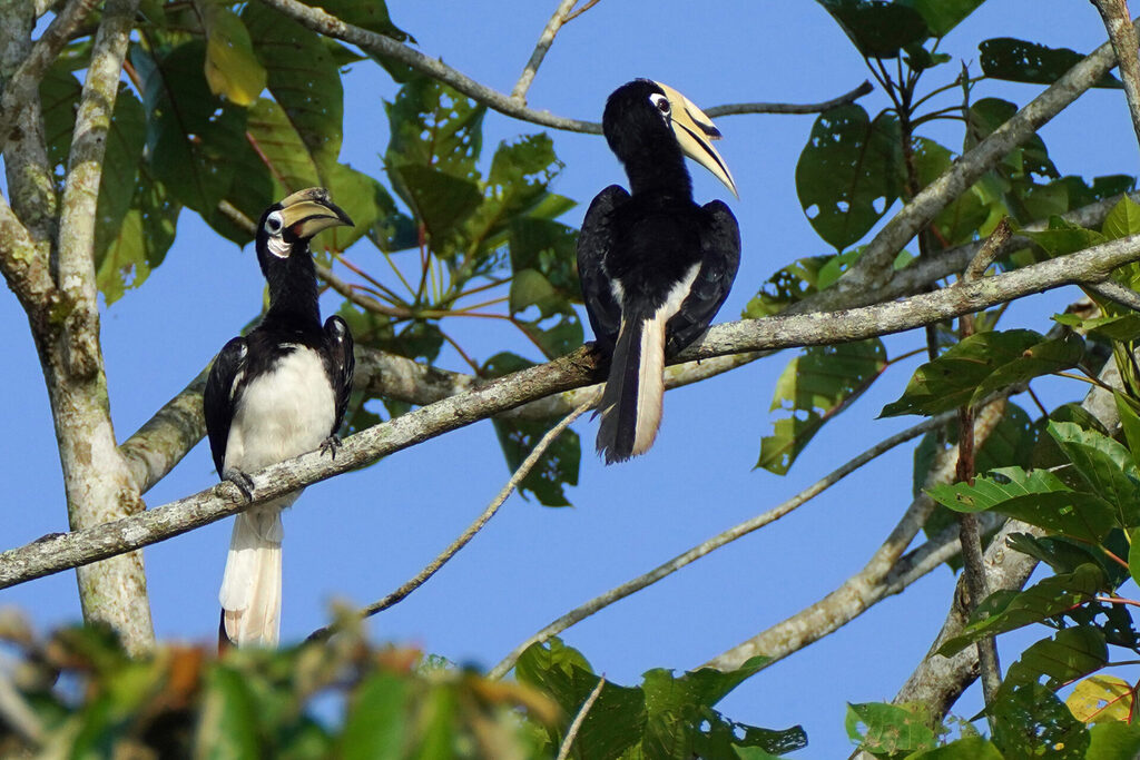 Der Pied Hornbill ist am Kinabatangan in Sabah auf Borneo am Häufigsten zu sehen