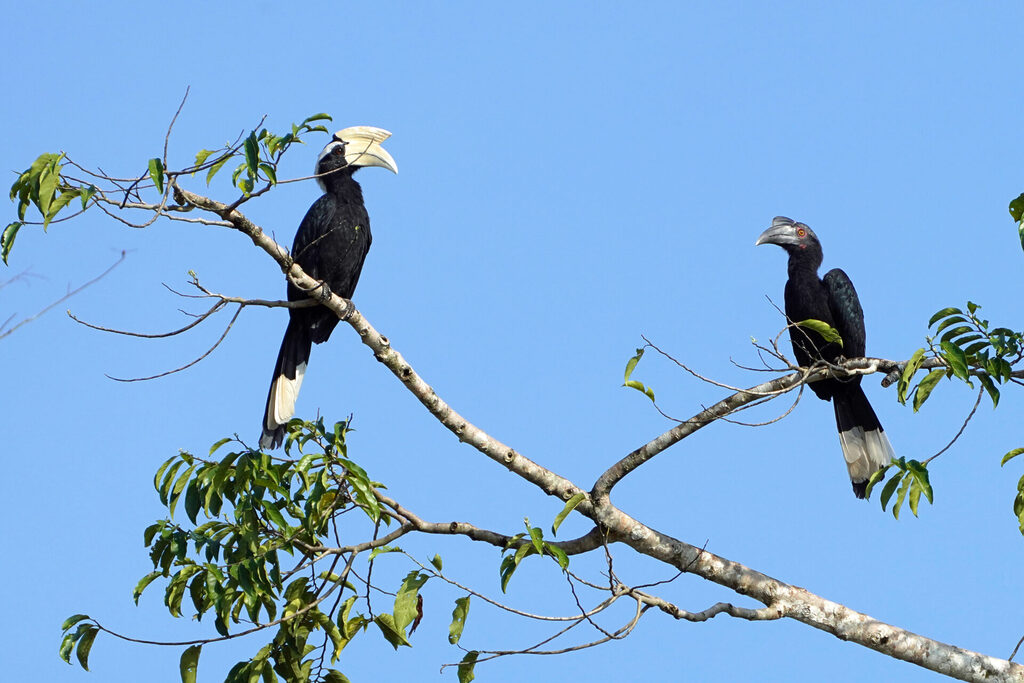 Der Black Hornbill hat seinen Namen auf Grund der Färbung des Weibchens.
