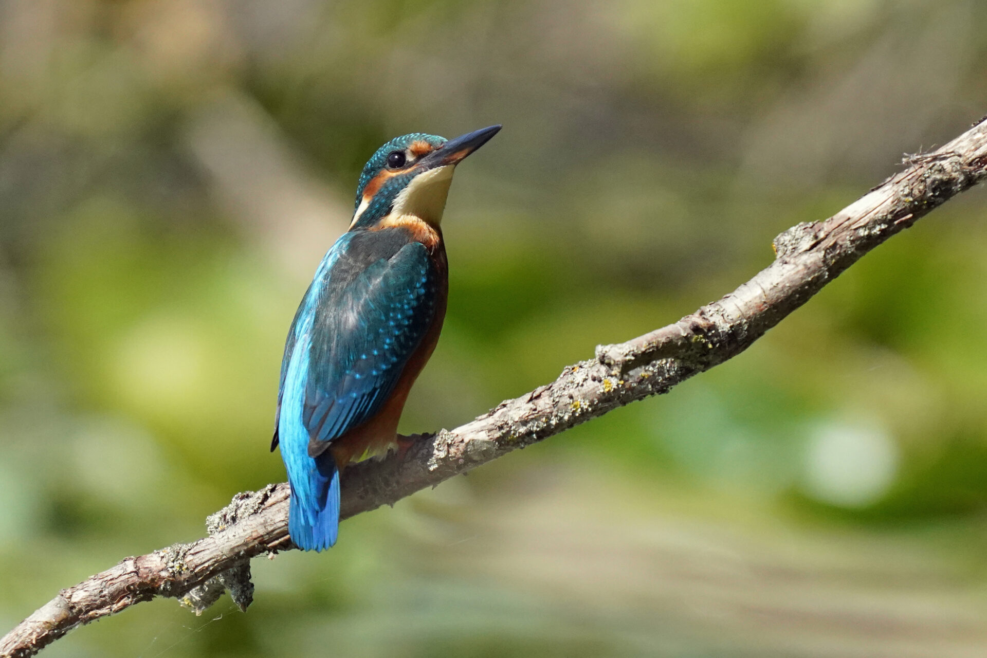 Eisvogel am Ökosee in Dillingen im Saarland