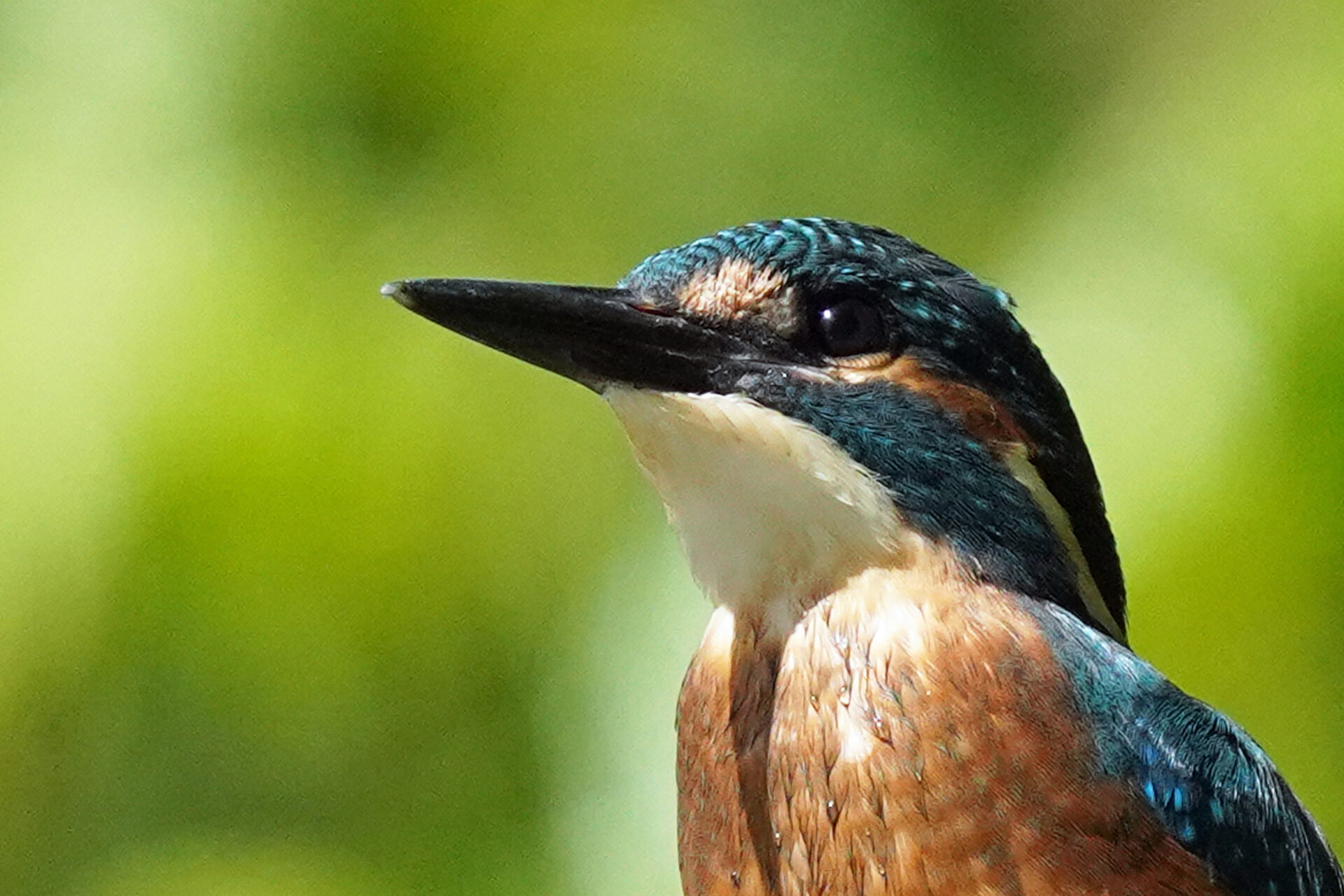 Eisvogel am Ökosee in Dillingen im Saarland