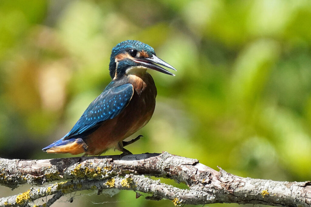 Eisvogel am Ökosee in Dillingen im Saarland