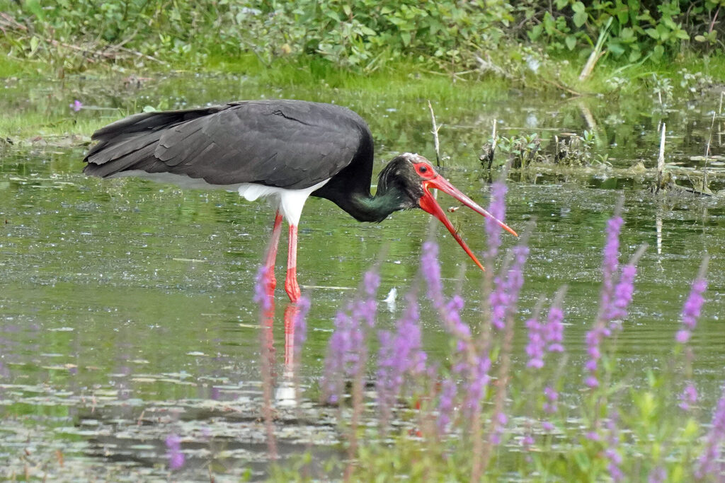 Schwarzstorch im Haff Reimech bei Remerschen in Luxemburg