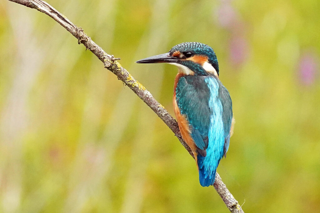 Eisvogel im Haff Reimech bei Remerschen an der Mosel in Luxemburg
