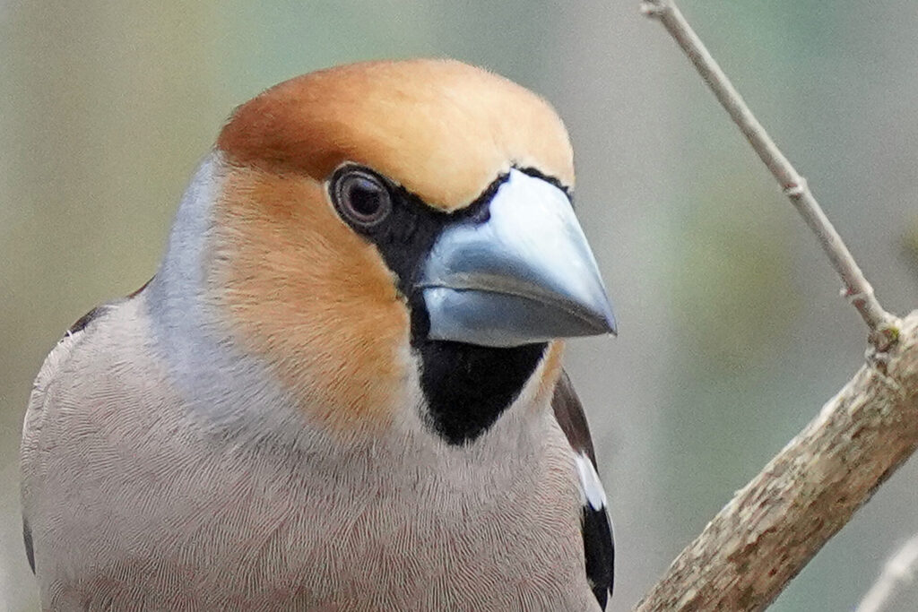 Der Kernbeisser ist bei der Vogelbeobachtung der Star in unserem Garten in Homburg.
