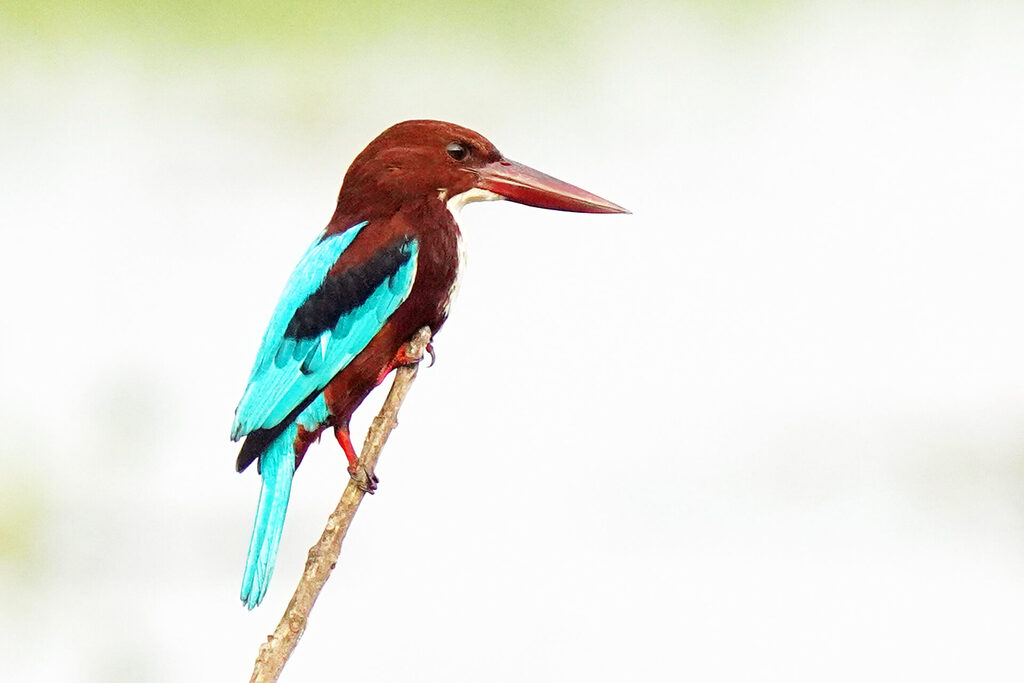 Vogelbeobachtung eines Eisvogels in Kumarakom in Kerala in Indien - Weißkehl Eisvogel