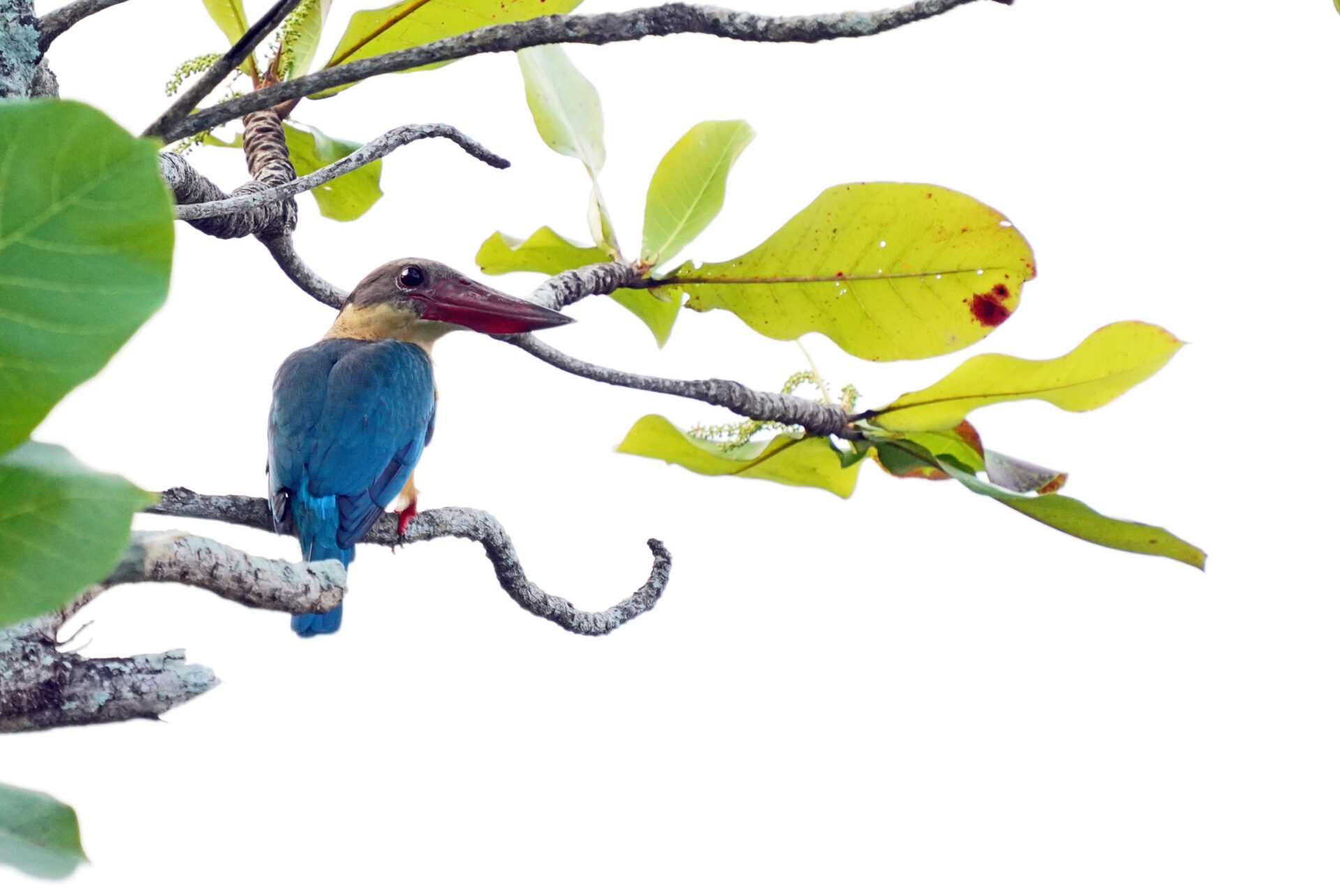 Vogelbeobachtung eines Eisvogels in Kumarakom in Kerala in Indien - Storchschnabel Eisvogel