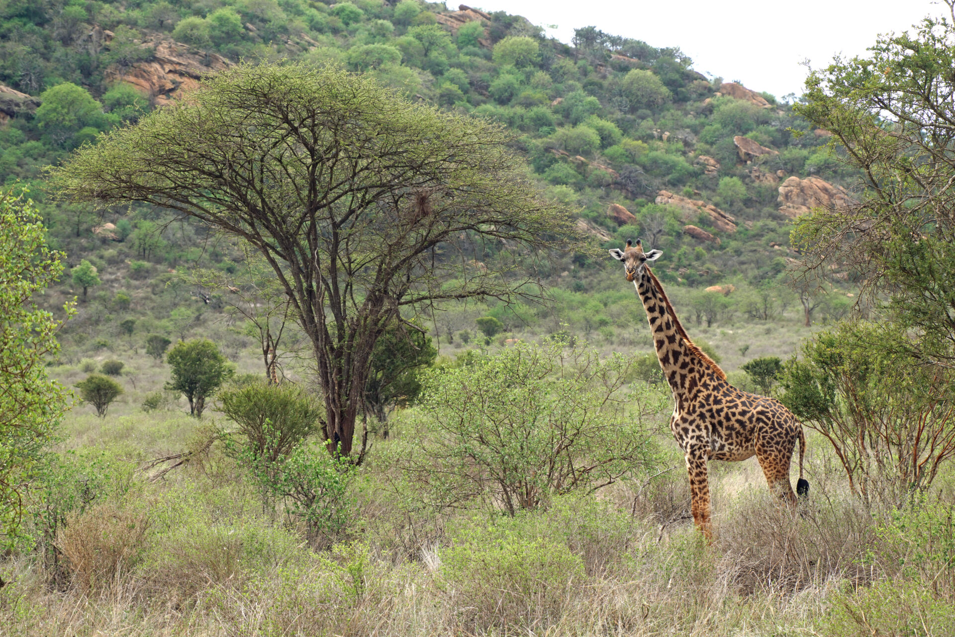 Giraffen gesehen bei Safaris in Kenia und Namibia