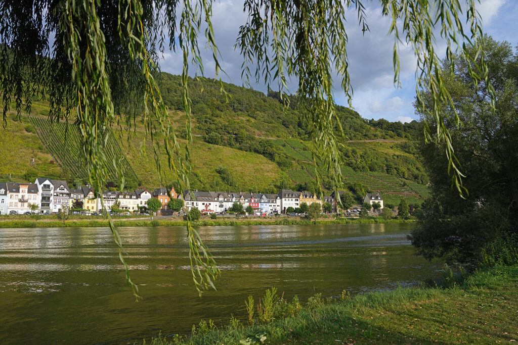 Die Zeller schwarze Katz wird der Wein genannt der von Zell an der Mosel kommt