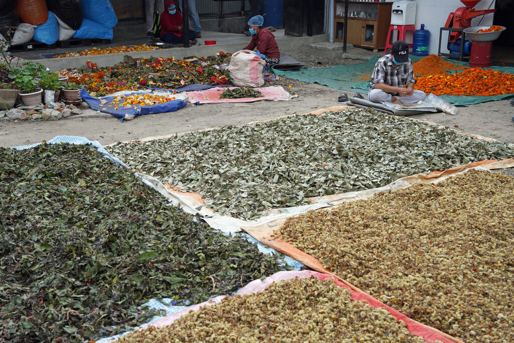 Die Organisation Phool Prasad lässt die Nachhaltigkeit in Kathmandu in Nepal einziehen.