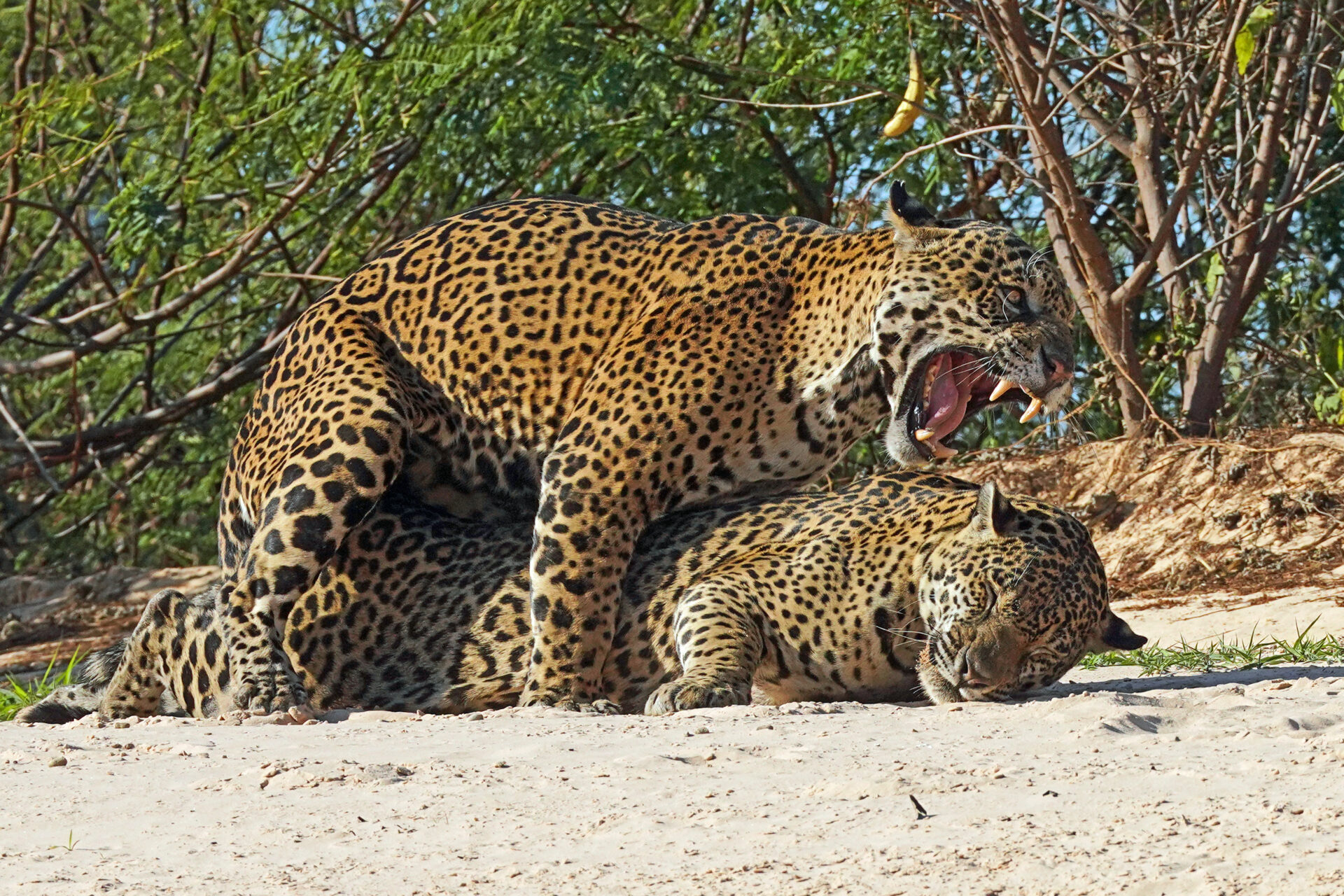 Jaguar in der Flusslandschaft des Pantanal bei Porto Jofre in Brasilien