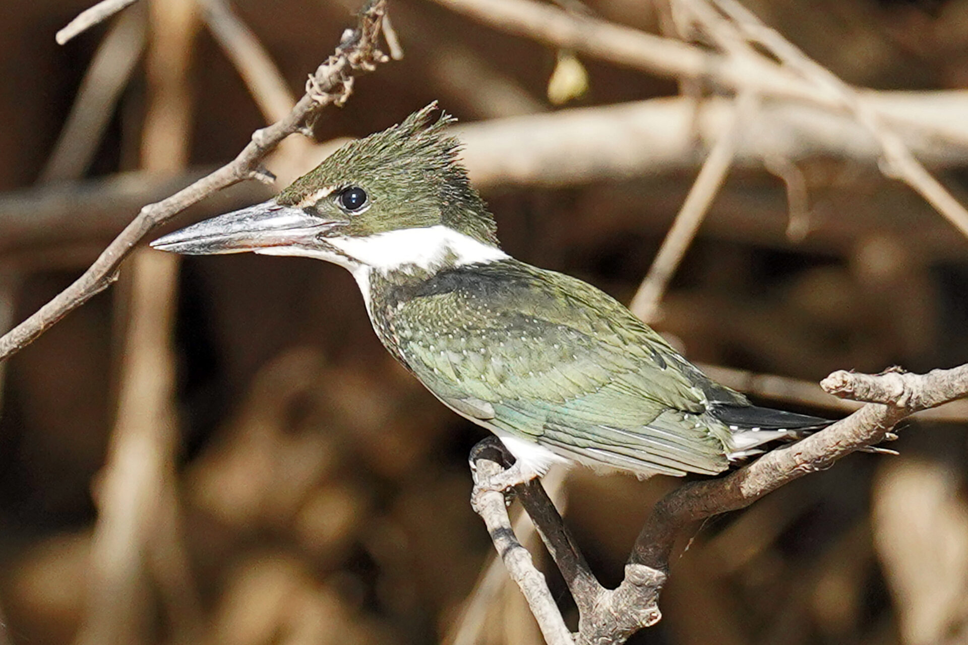 Eisvogel in Porto Jofre im Pantanal in Brasilien - Grünfischer
