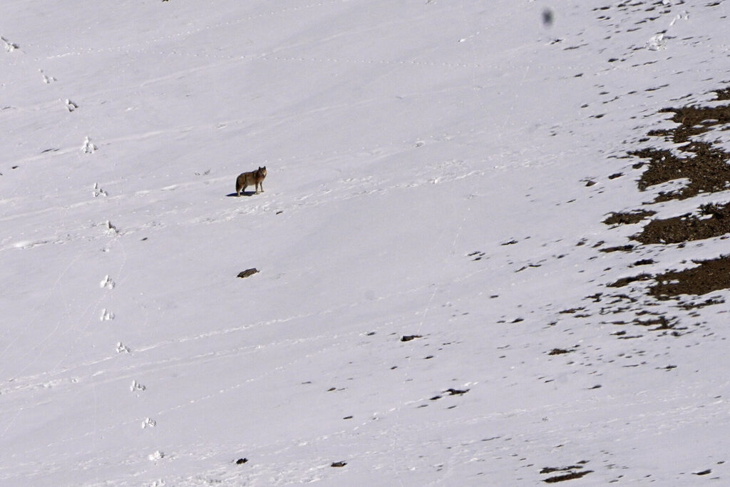 Ein Wolf in der Nähe der Chicham Brücke war die erste Sichtung während der Schneeleoparden Expedition im Spiti Valley
