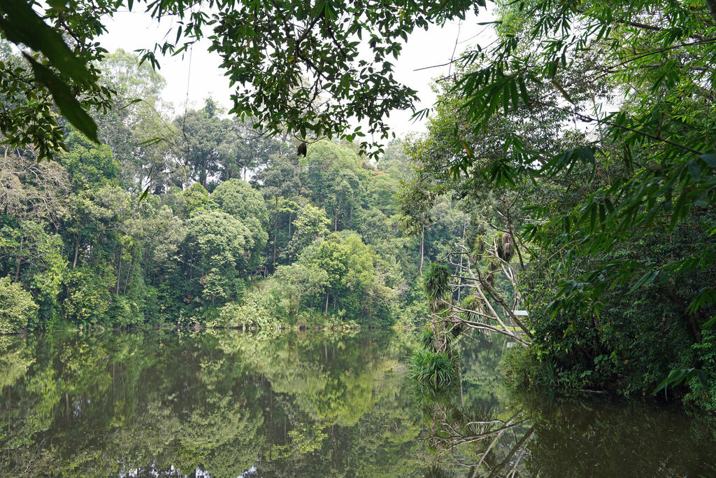 Der See im Rainforest Discovers Centre in Sepilok in Sabah in Malaysia