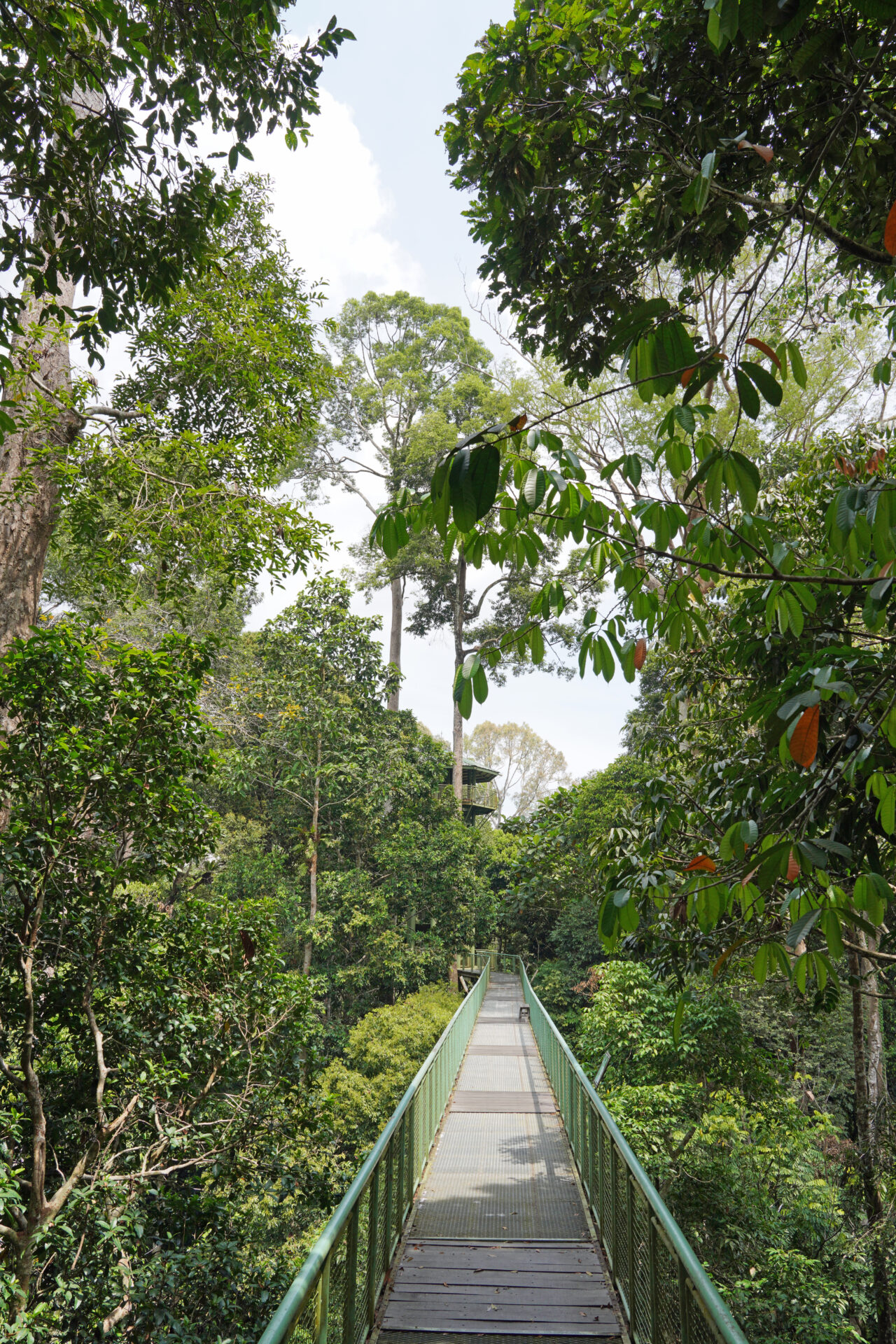 Der Canopy Walk im Rainforest Discovery Centre in Sepilok in Sabah in Malaysia befindet sich in einer Höhe bis zu 28 Metern und ist über 600 Meter lang