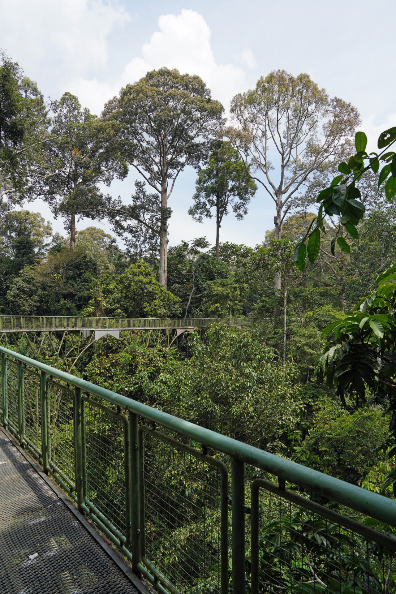 Der Canopy Walk im Rainforest Discovery Centre in Sepilok in Sabah in Malaysia befindet sich in einer Höhe bis zu 28 Metern und ist über 600 Meter lang
