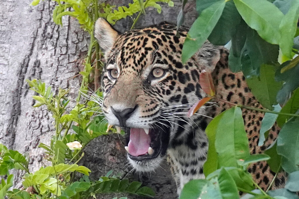 Jaguar im Pantanal (Brasilien)