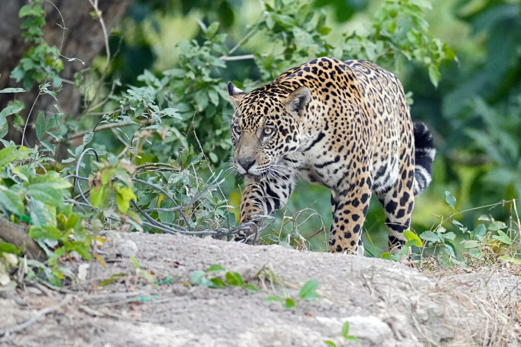 Jaguar in der Flusslandschaft des Pantanal bei Porto Jofre in Brasilien