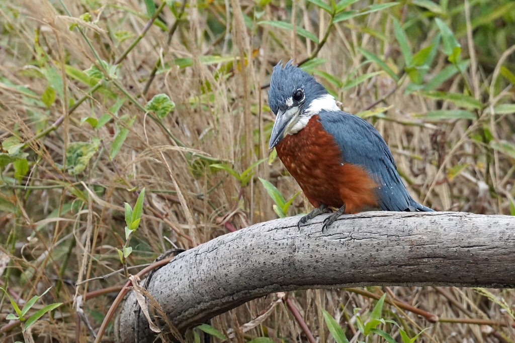 Eisvogel in Porto Jofre im Pantanal in Brasilien - Amazonasfischer