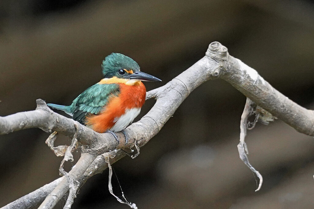 Eisvogel in Porto Jofre im Pantanal in Brasilien - Erzfischer