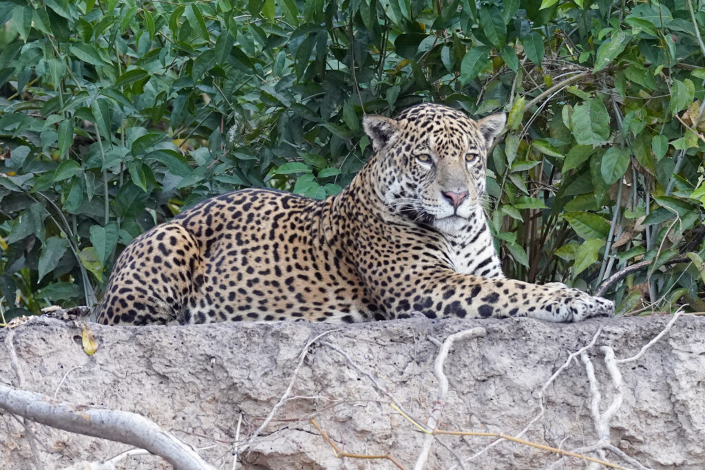 Der Jaguar it eine Großkatze die in der Flusslandschaft des Pantanal bei Porto Jofre in Brasilien lebt