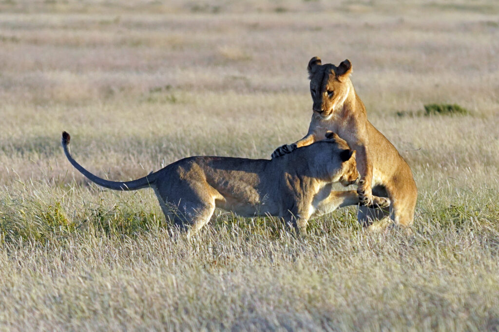 Spielende Löwen im Etosha Nationalpark in Namibia