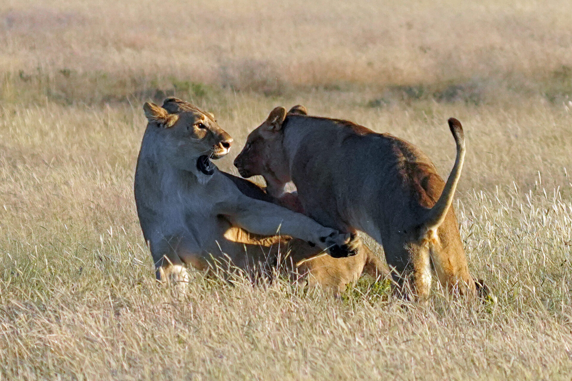 spielende Löwen im Teenageralter in der Dürre im Etosha Nationalpark in Namibia