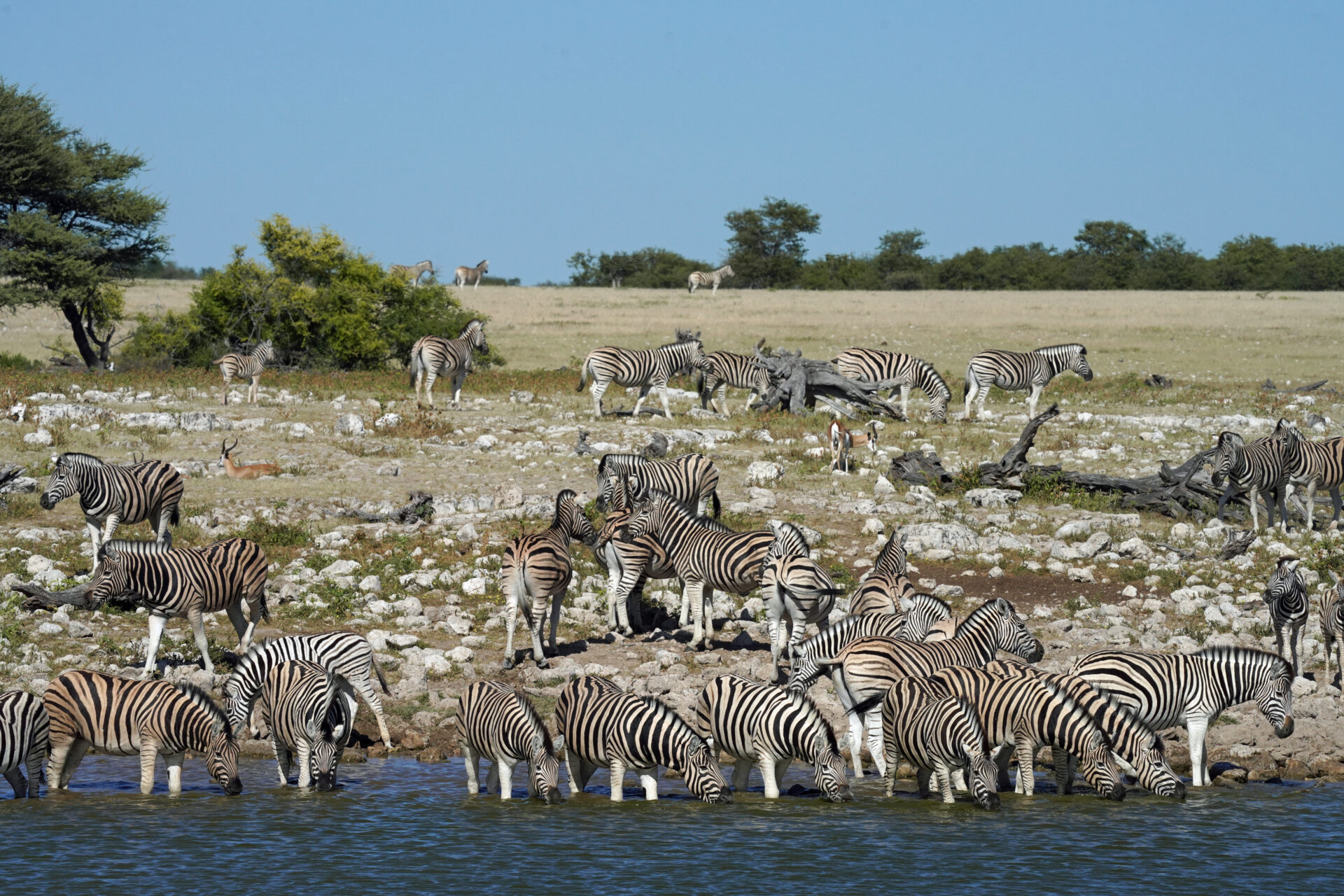 Zebras am Wasserloch der Okaukuejo Lodge im Etosha Nationalpark in Namibia