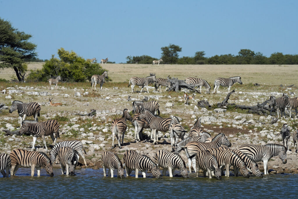 Unzählige Zebras im Etosha Nationalpark in Namibia