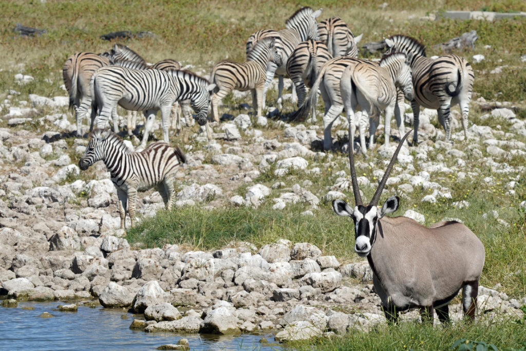 Zebras und Oryx-Antilope am Wasserloch in Okaukuejo