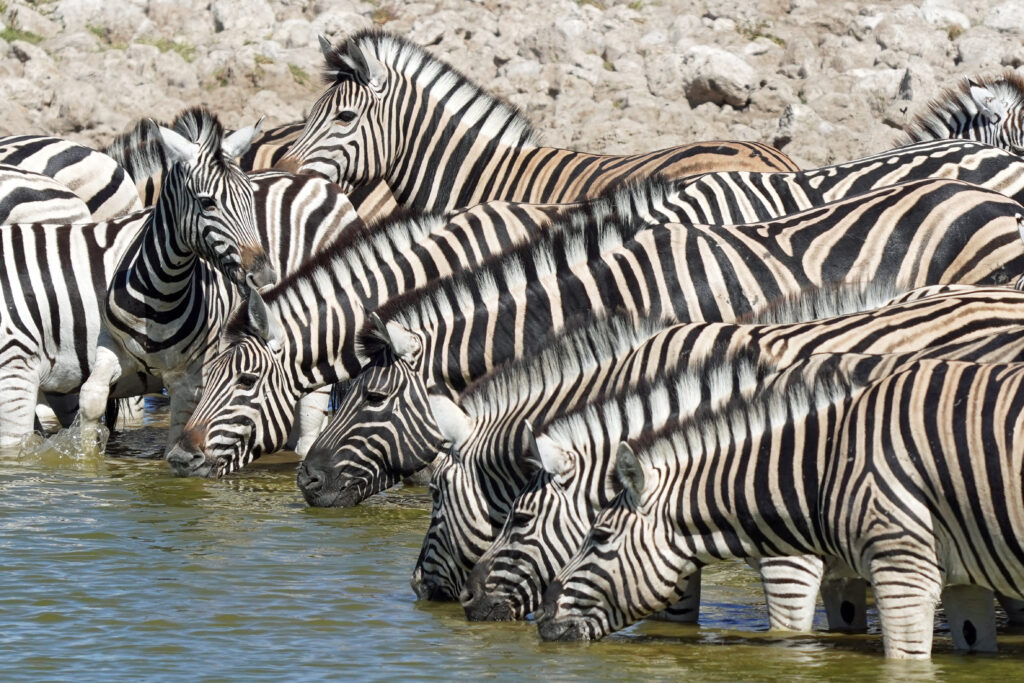 Unzählige Zebra im Etosha Nationalpark in Namibia