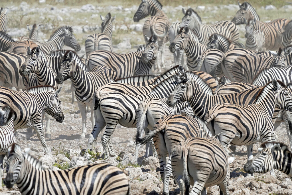 Zebras am Wasserloch der Okaukuejo Lodge im Etosha Nationalpark in Namibia
