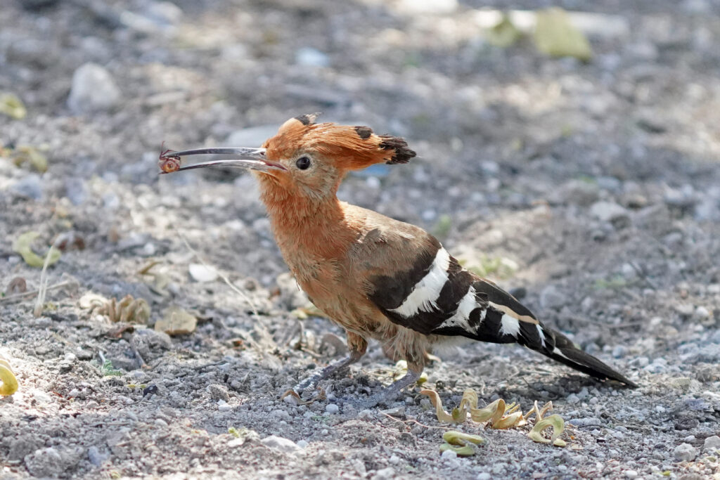 Wiedehopfe im Etosha Nationalpark in Namibia sind deutlich dunkler und roter als der europäische Wiedehopf