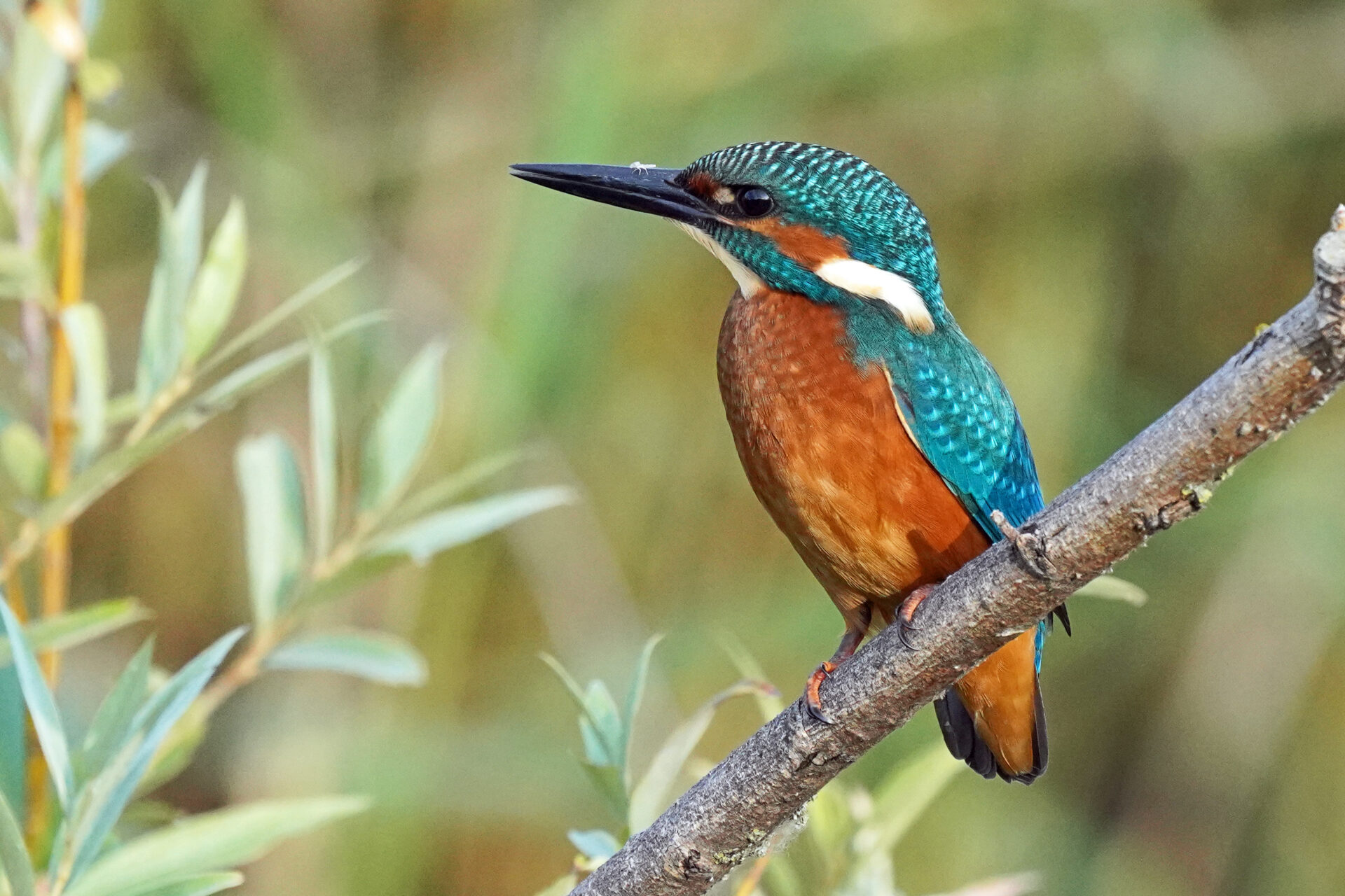 Eisvogel im Haff Reimech bei Remerschen an der Mosel in Luxemburg