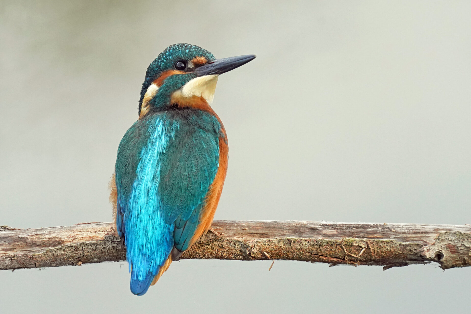 Eisvogel im Haff Reimech bei Remerschen an der Mosel in Luxemburg