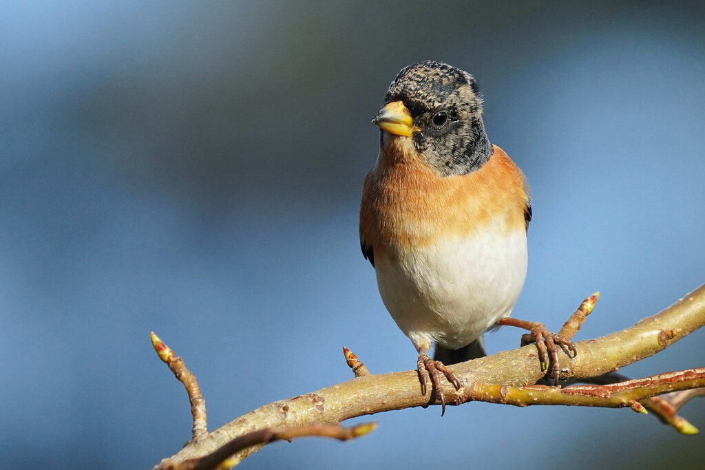 männlicher Bergfink bei der Vogelbeobachtung in unserem Garten in Homburg im Saarland