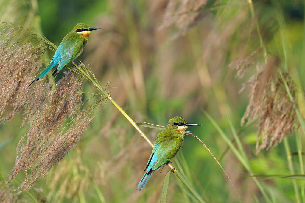 Bienenfresser in Kumarakom am Lake Vembanad in den Backwaters in Kerala in Indien