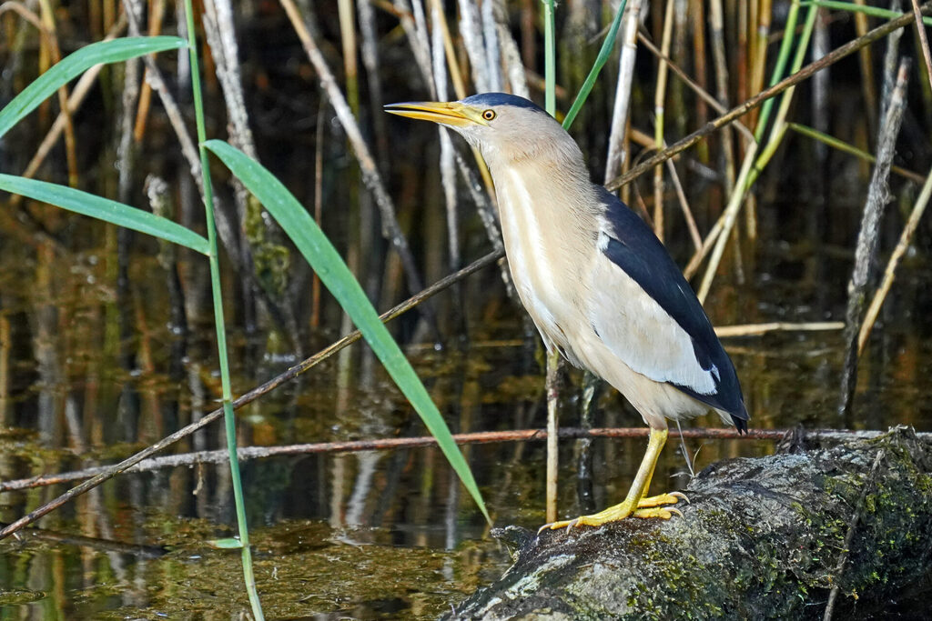 männliche Zwergdommel im Haff Reimech in Luxemburg
