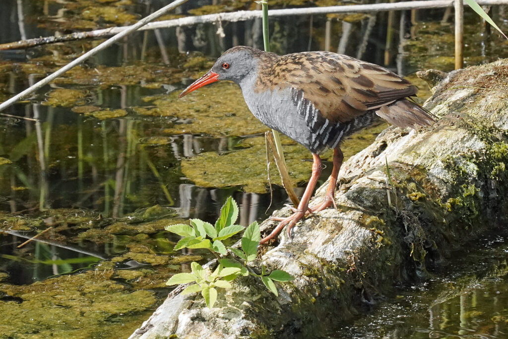 Wasserralle im Haff Remich in Luxemburg