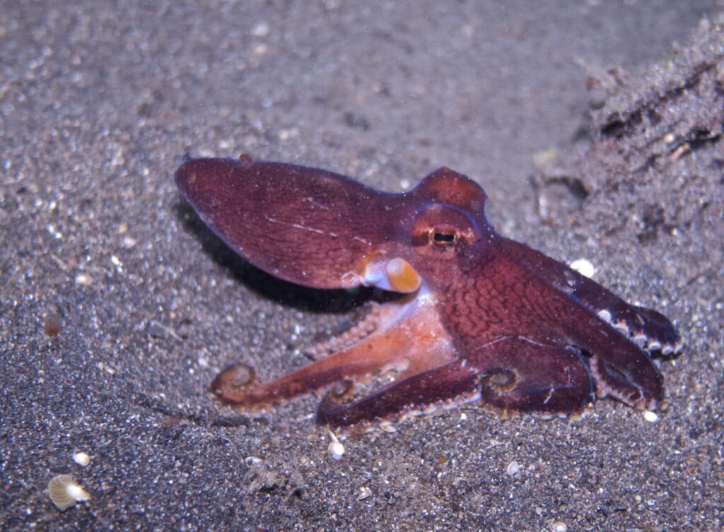 Kokosnussoktopuss beim Tauchen in der Straße von Lembeh in Sulawesi - Lembeh Strait