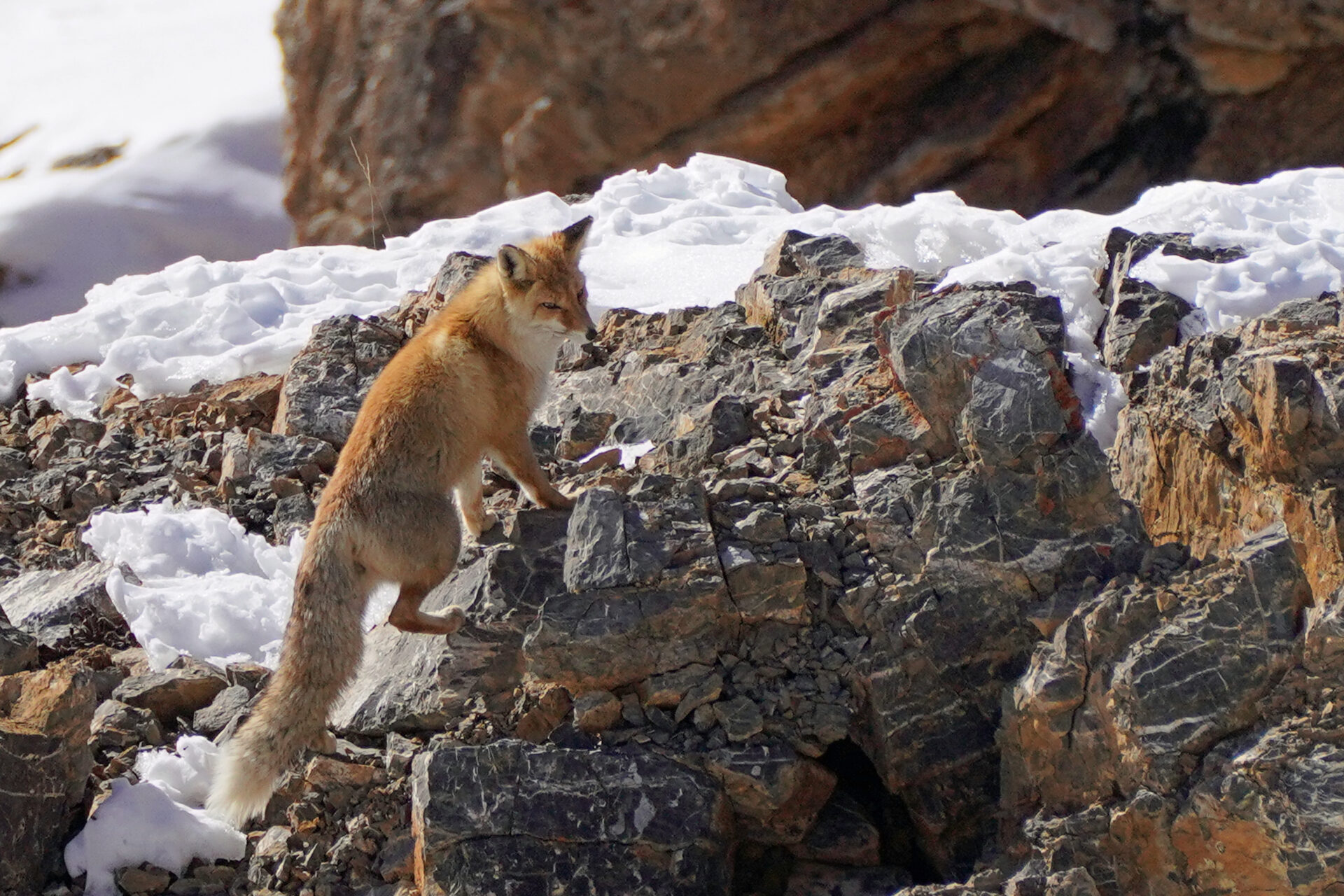 Ein Paar prächtige Rotfüchse im Spiti Valley bei Kibber in Nordindien