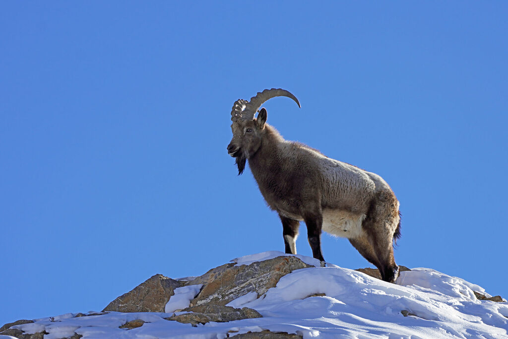 Dieser Steinbock, der Leitbock, zeigte sich in seiner ganzen Pracht bei Kibber im Spiti Tal im Himalaya