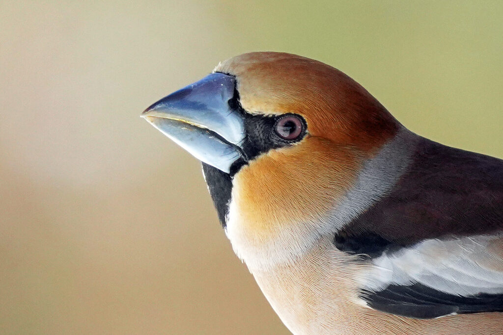 Kernbeißer in unserem Garten in Sanddorf in Homburg im Saarland bei der Vogelbeobachtung