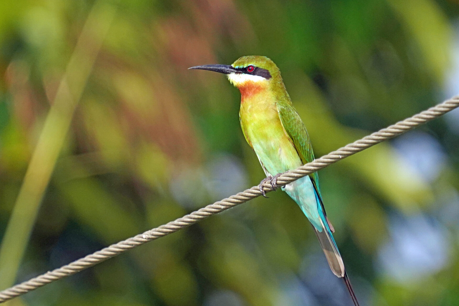 Bienenfresser in Kumarakom am Lake Vembanad in den Backwaters in Kerala in Indien