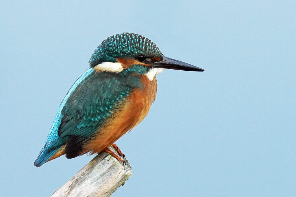 Eisvogel im Haff Reimech bei Remerschen an der Mosel in Luxemburg