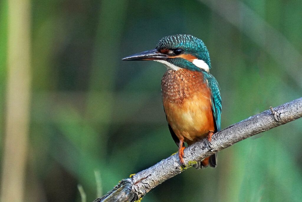 Eisvogel im Haff Reimech bei Remerschen an der Mosel in Luxemburg