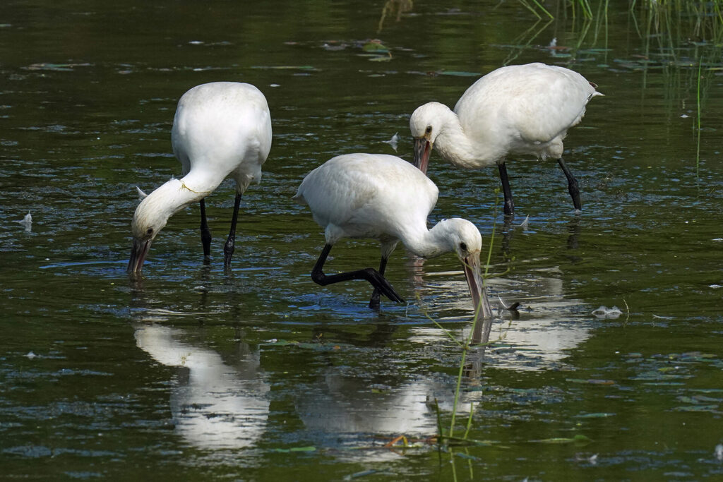 Löffler auf dem Durchzug im Haff Reimech bei Remerschen in Luxemburg